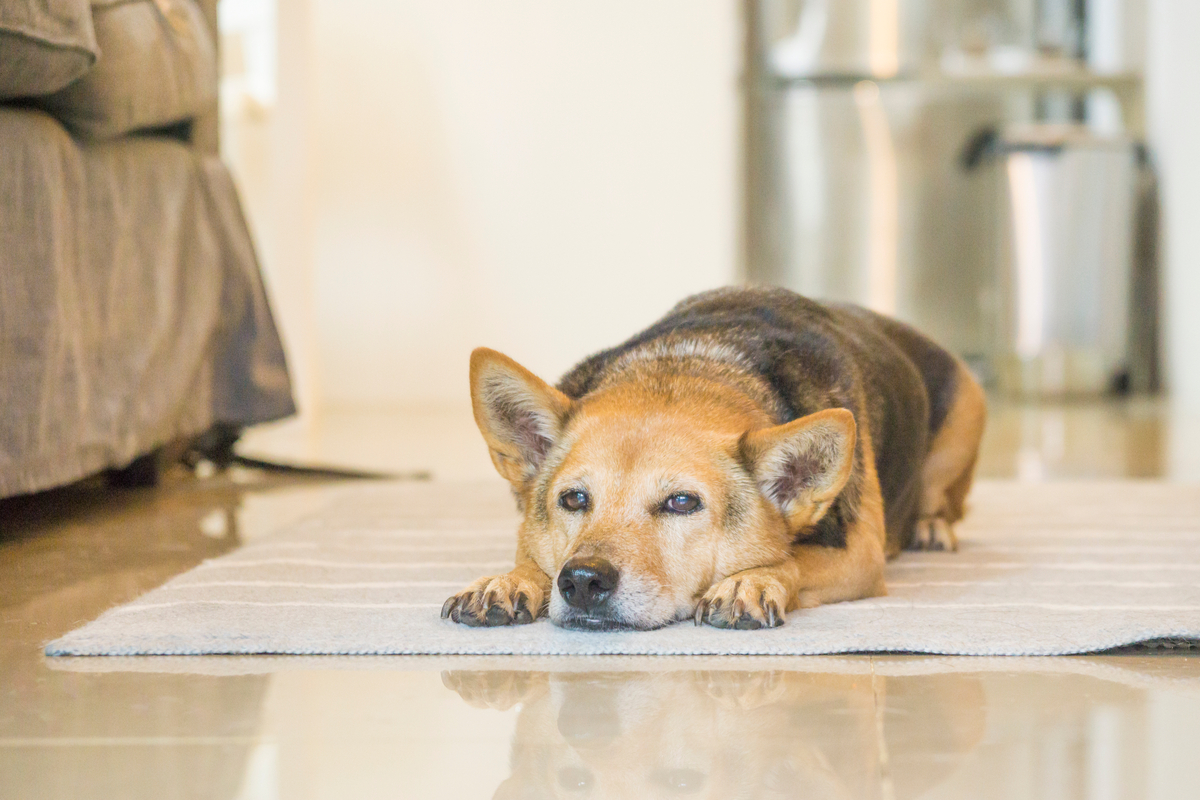 Senior dog with arthritis rests on a rug.
